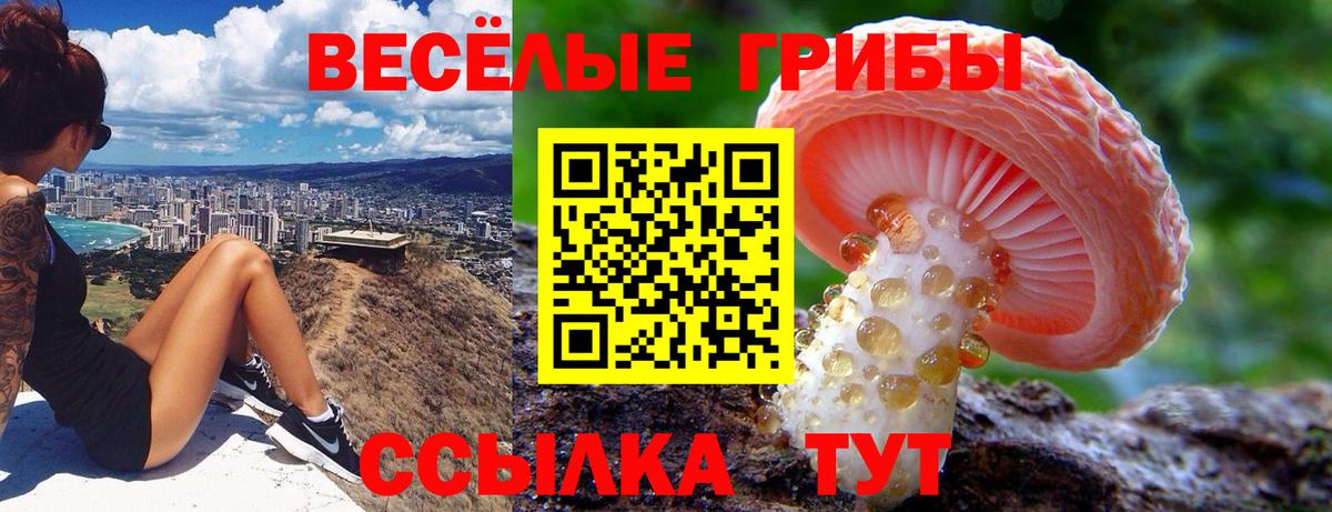 Псилоцибиновые грибы прущие грибы  Вход с VPN  Псилоцибиновые грибы Magic Shrooms  Кингисепп 